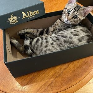 Meet your Posher, Patrick